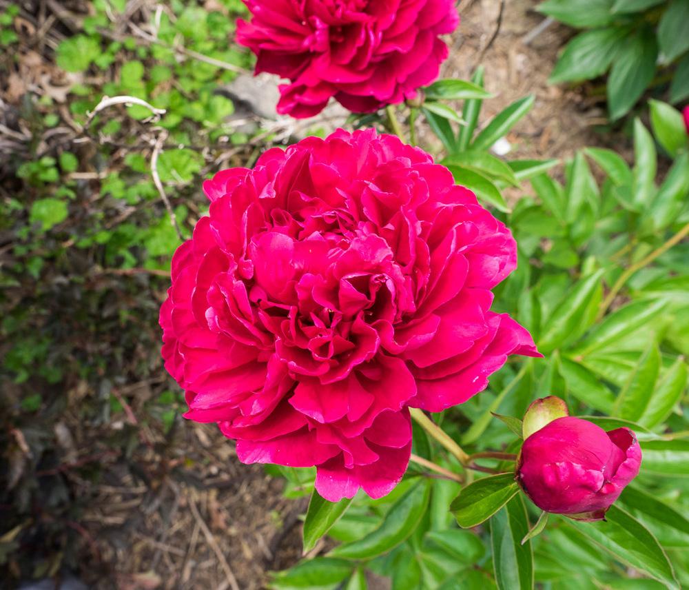 Paeonia lactiflora 'Louis van Houtte'